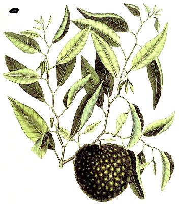 Custard Apple Botanical Image